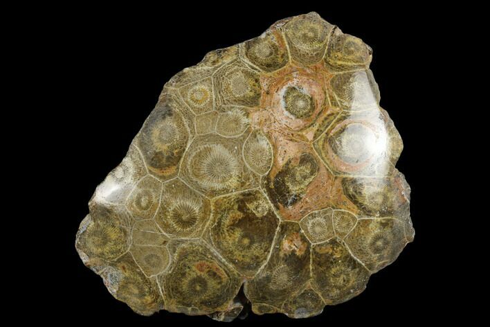 Polished Fossil Coral (Actinocyathus) Head - Morocco #182442